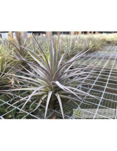 TILLANDSIA AERANTHOS NEGRA