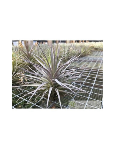 TILLANDSIA AERANTHOS NEGRA