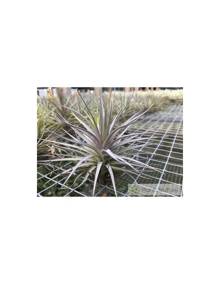 TILLANDSIA AERANTHOS NEGRA