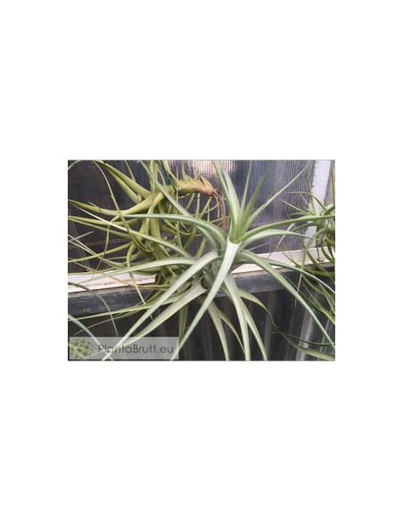 TILLANDSIA BERGERI L
