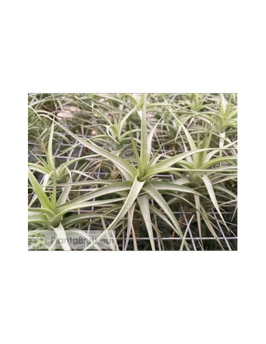 TILLANDSIA BERGERI S