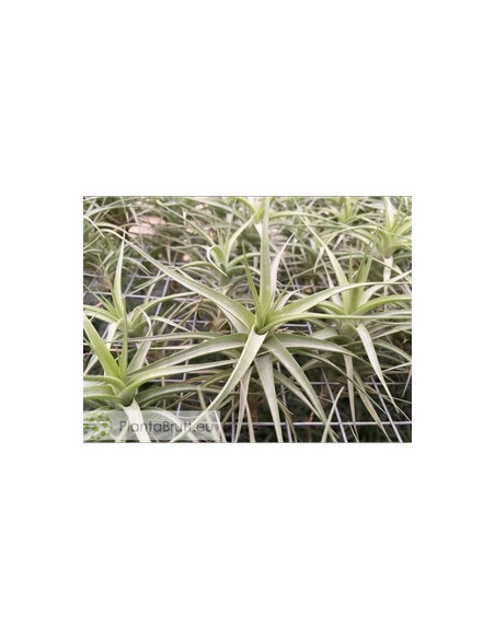 TILLANDSIA BERGERI S