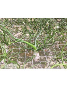 TILLANDSIA BULBOSA S