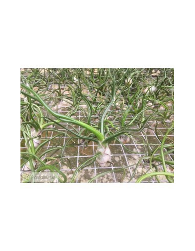 TILLANDSIA BULBOSA S