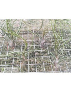 TILLANDSIA BUTZII
