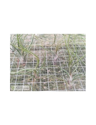 TILLANDSIA BUTZII