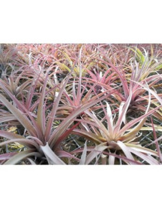 TILLANDSIA CAPITATA PEACH M