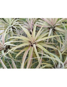 TILLANDSIA CAPITATA PEACH XL