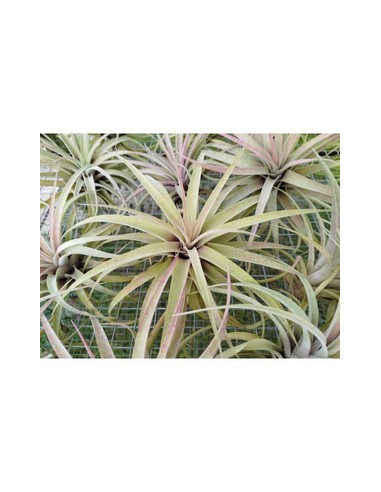 TILLANDSIA CAPITATA PEACH XL