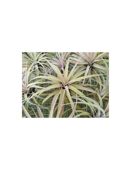 TILLANDSIA CAPITATA PEACH XL