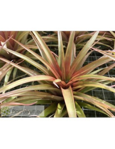 TILLANDSIA CAPITATA RED STAR XL