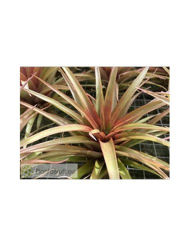 TILLANDSIA CAPITATA RED STAR XL