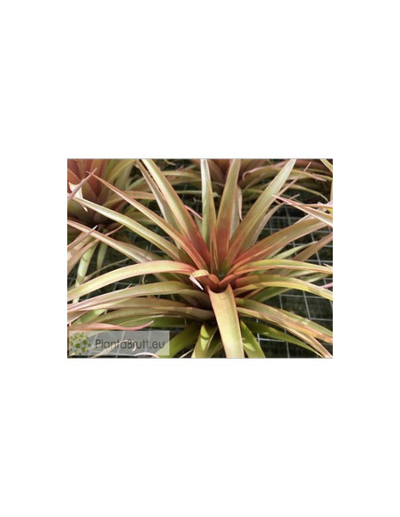 TILLANDSIA CAPITATA RED STAR XL