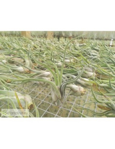 TILLANDSIA CAPUT-MEDUSAE M