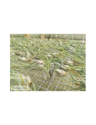 TILLANDSIA CAPUT-MEDUSAE M