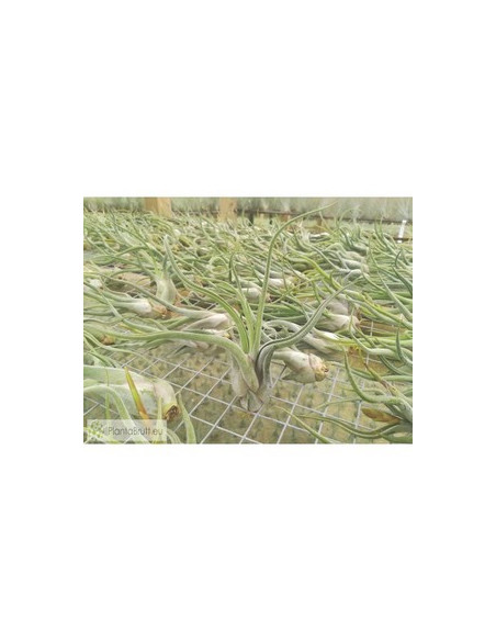 TILLANDSIA CAPUT-MEDUSAE M