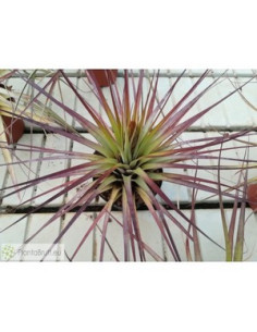 TILLANDSIA FASCICULATA XL