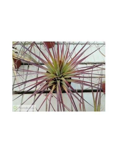 TILLANDSIA FASCICULATA XL