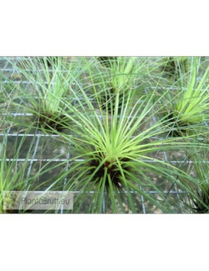 TILLANDSIA FILIFOLIA L