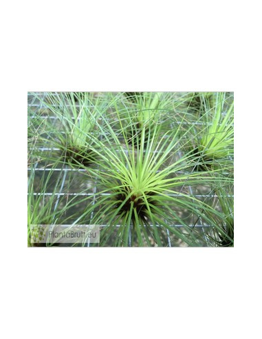 TILLANDSIA FILIFOLIA L