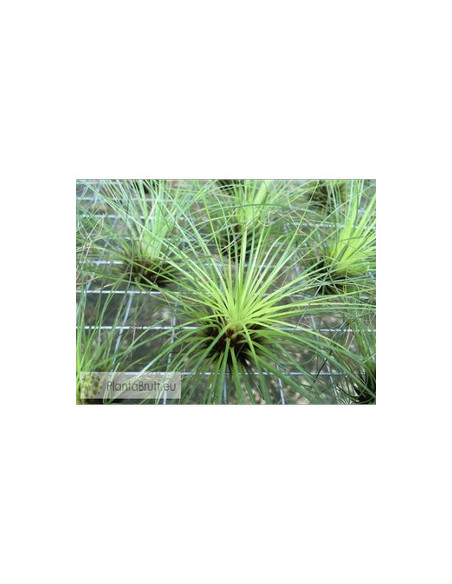 TILLANDSIA FILIFOLIA L