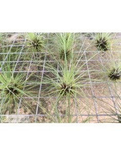 TILLANDSIA FILIFOLIA M