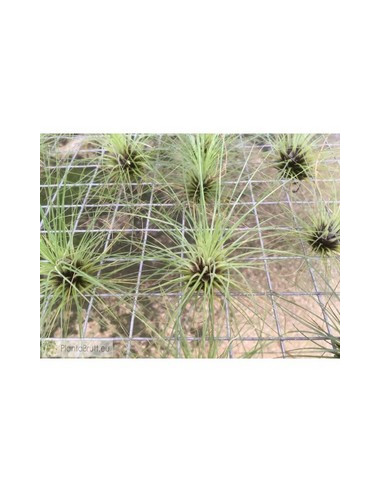 TILLANDSIA FILIFOLIA M