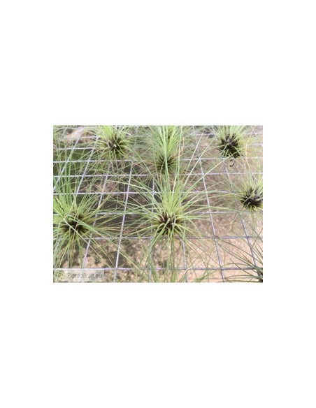 TILLANDSIA FILIFOLIA M