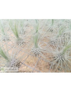TILLANDSIA FUCHSII F,GRACILIS L FLOR