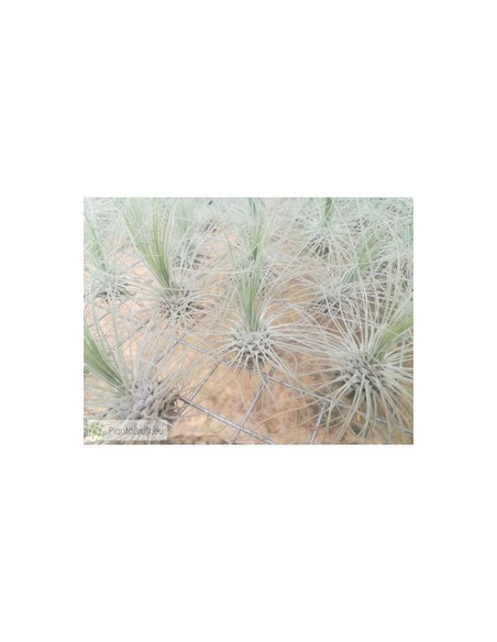 TILLANDSIA FUCHSII F,GRACILIS L FLOR