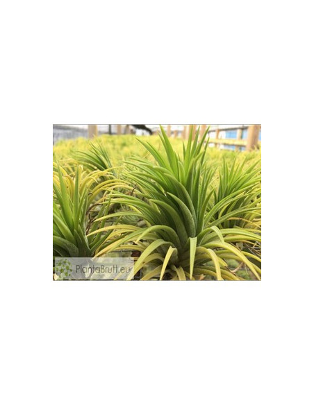 TILLANDSIA IONANTHA DRUID M