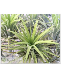 TILLANDSIA IONANTHA RUBRA L