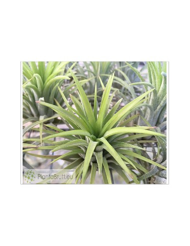TILLANDSIA IONANTHA RUBRA L