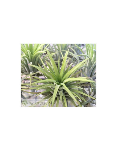 TILLANDSIA IONANTHA RUBRA L