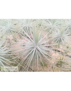 TILLANDSIA MAGNUSIANA M