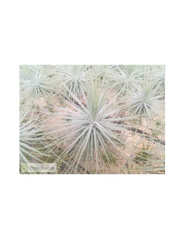 TILLANDSIA MAGNUSIANA M