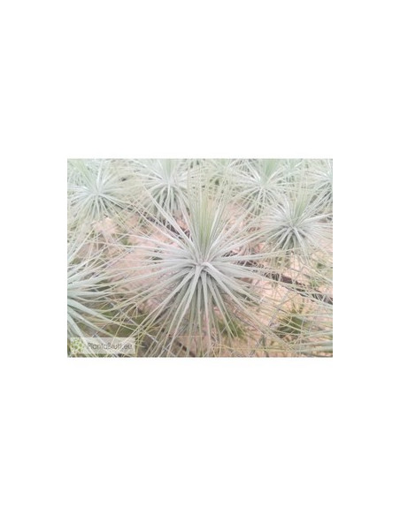 TILLANDSIA MAGNUSIANA M
