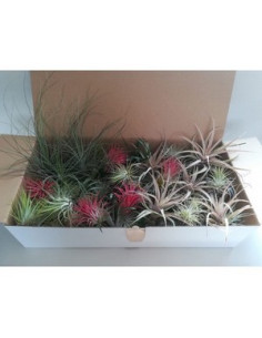 TILLANDSIA MIX ESPECIAL 100 DE CLIMA MEDITERRANI