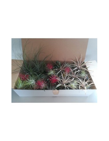 TILLANDSIA MIX ESPECIAL 100 DE CLIMA MEDITERRANI
