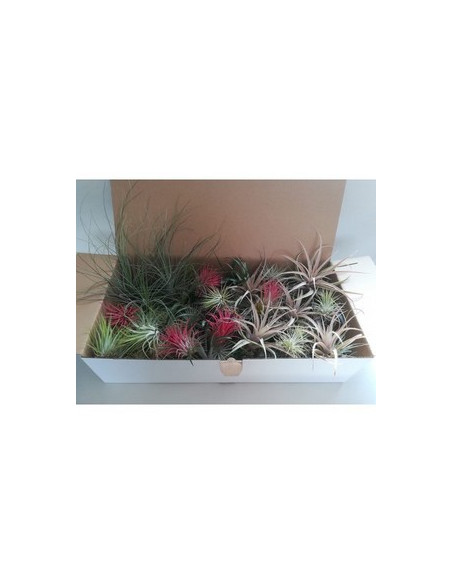 TILLANDSIA MIX ESPECIAL 100 DE CLIMA MEDITERRANI