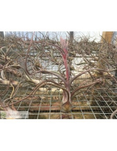 TILLANDSIA PSEUDOBAILEY M