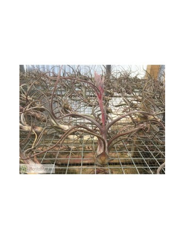 TILLANDSIA PSEUDOBAILEY M