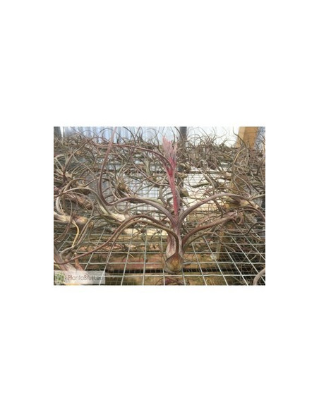 TILLANDSIA PSEUDOBAILEY M