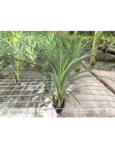TILLANDSIA PUNCTULATA XL