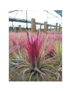 TILLANDSIA SCAPOSA