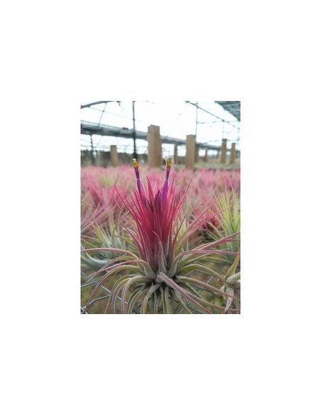 TILLANDSIA SCAPOSA
