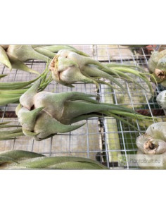 TILLANDSIA SELERIANA M