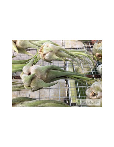 TILLANDSIA SELERIANA M