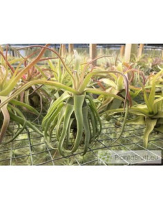 TILLANDSIA STREPTOPHYLLA L