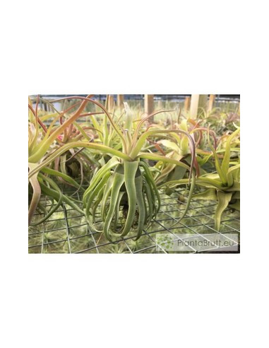 TILLANDSIA STREPTOPHYLLA L